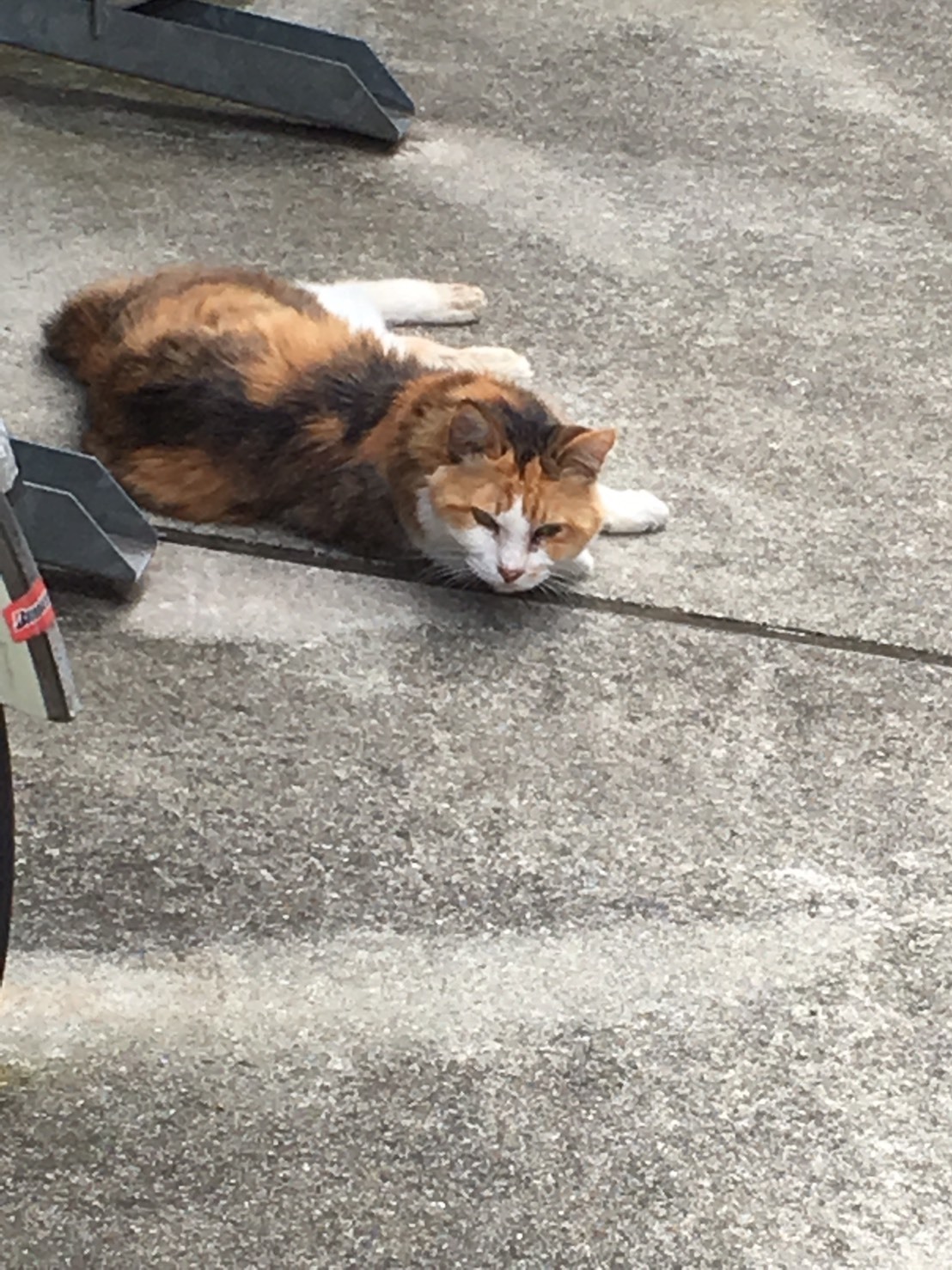 お魚くわえたどら猫 30歳育メンパパの我が家の愛猫紹介とその日常